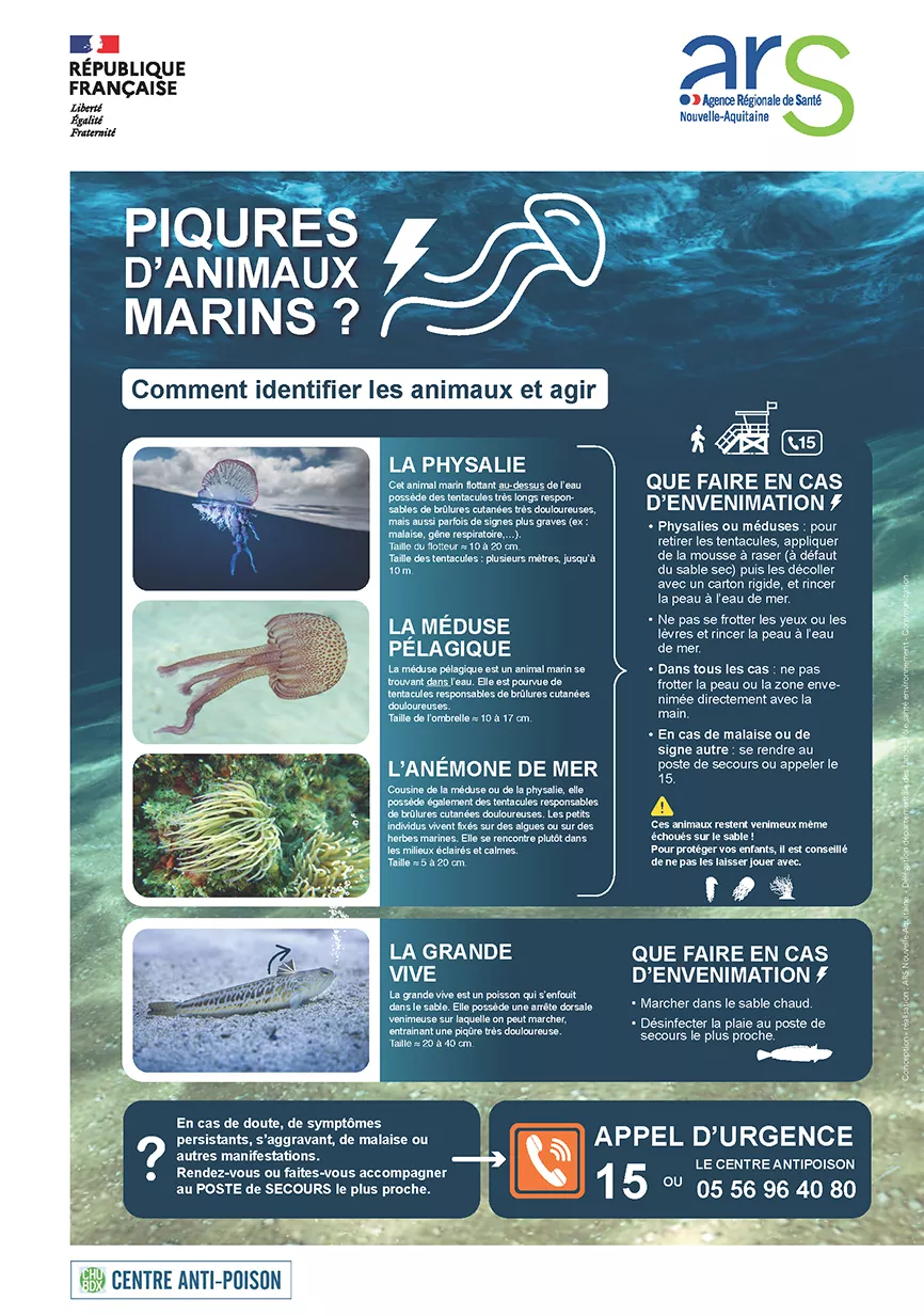 Affiche ARS physalies